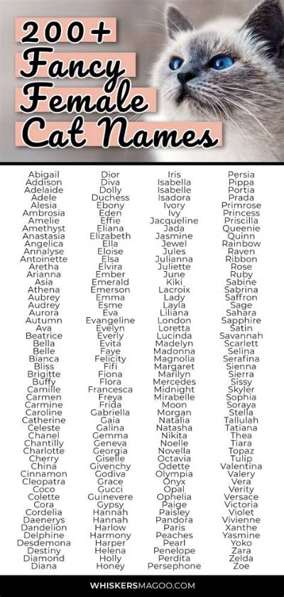 What Was the Name of the Cat in Cinderella?