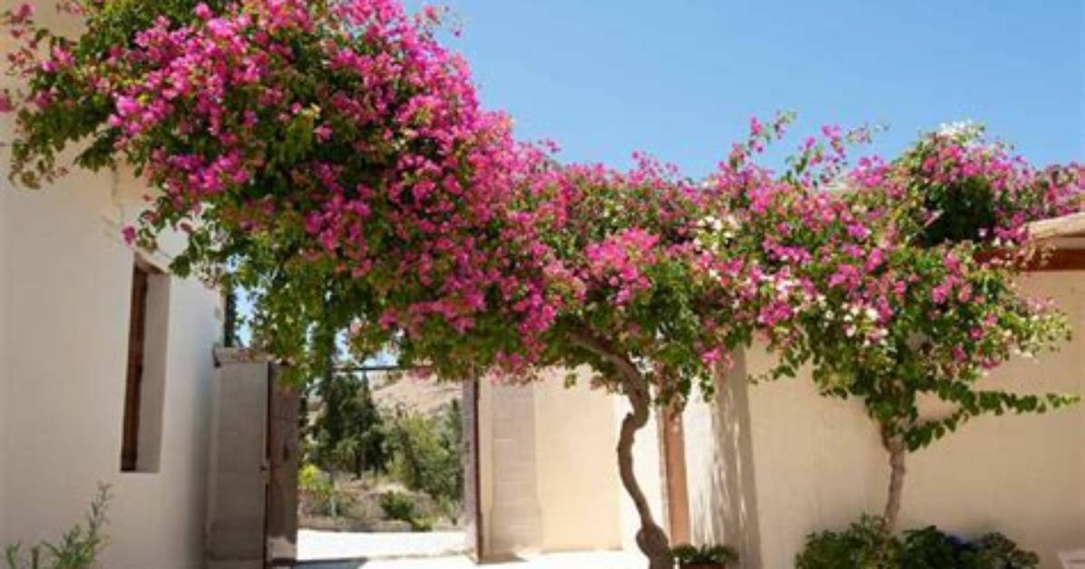 What Zone Does Bougainvillea Grow in?