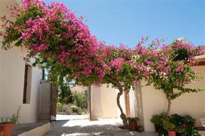 What Zone Does Bougainvillea Grow in?