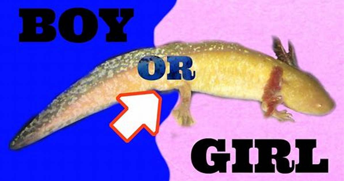 When Can You Tell Axolotl Gender?