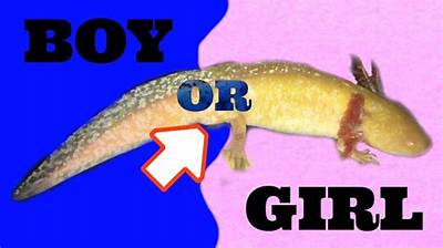 When Can You Tell Axolotl Gender?