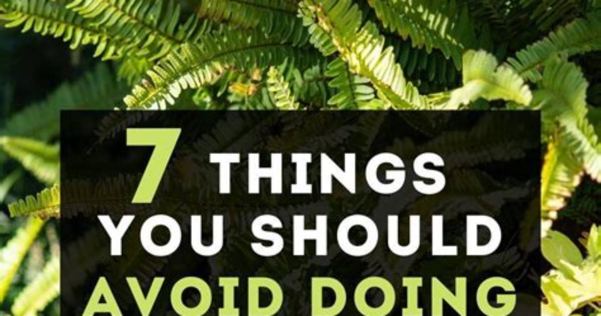 When Should I Dig up My Ferns?