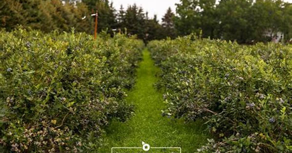 Where Can I Pick Blueberries in Michigan?