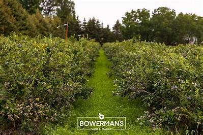 Where Can I Pick Blueberries in Michigan?