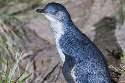 Where Can You See Penguins in New Zealand?