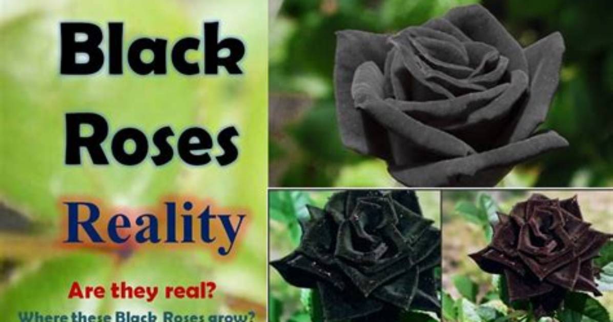 Where Do You Get Black Roses?