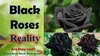 Where Do You Get Black Roses?