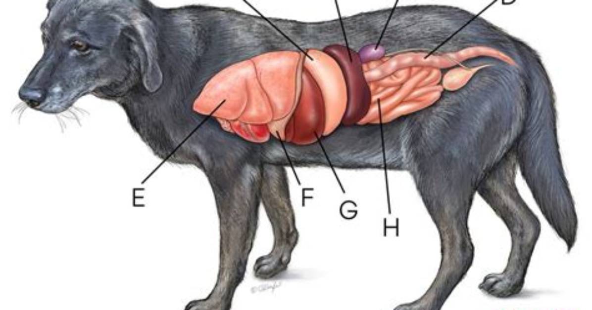 Where Is a Dog’s Spleen Located?