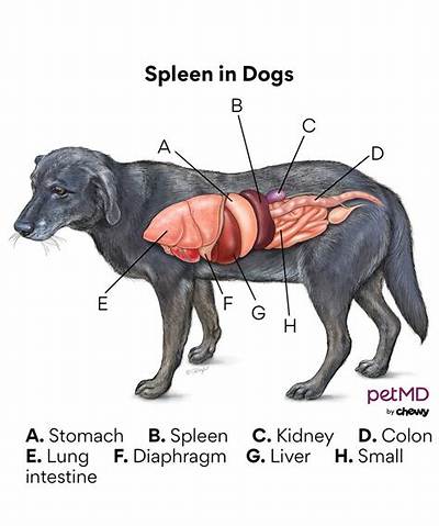 Where Is a Dog’s Spleen Located?