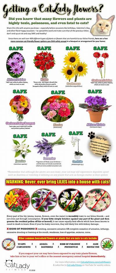 Which Cut Flowers Are Safe for Cats?
