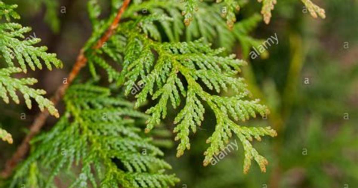 Why Are My Cedar Trees Turning Yellow?