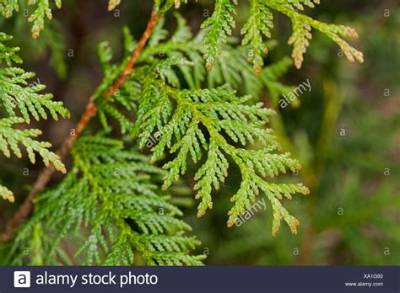 Why Are My Cedar Trees Turning Yellow?