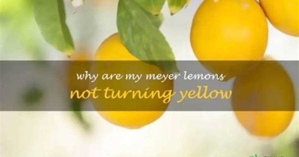 Why Are My Meyer Lemons Not Turning Yellow?