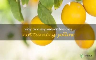 Why Are My Meyer Lemons Not Turning Yellow?