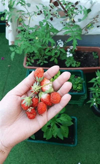 Why Are My Strawberries Tiny?