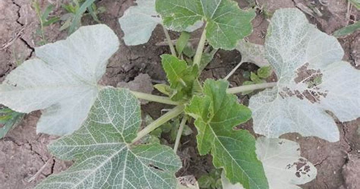 Why Are My Zucchini Leaves Turning Silver?
