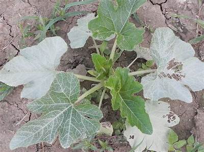 Why Are My Zucchini Leaves Turning Silver?