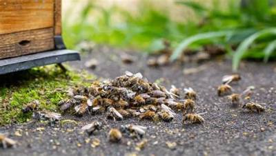 Why Are There Dying Bees in My House?