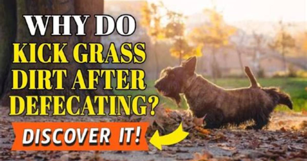 Why Do Dogs Kick Dirt After Pooping?