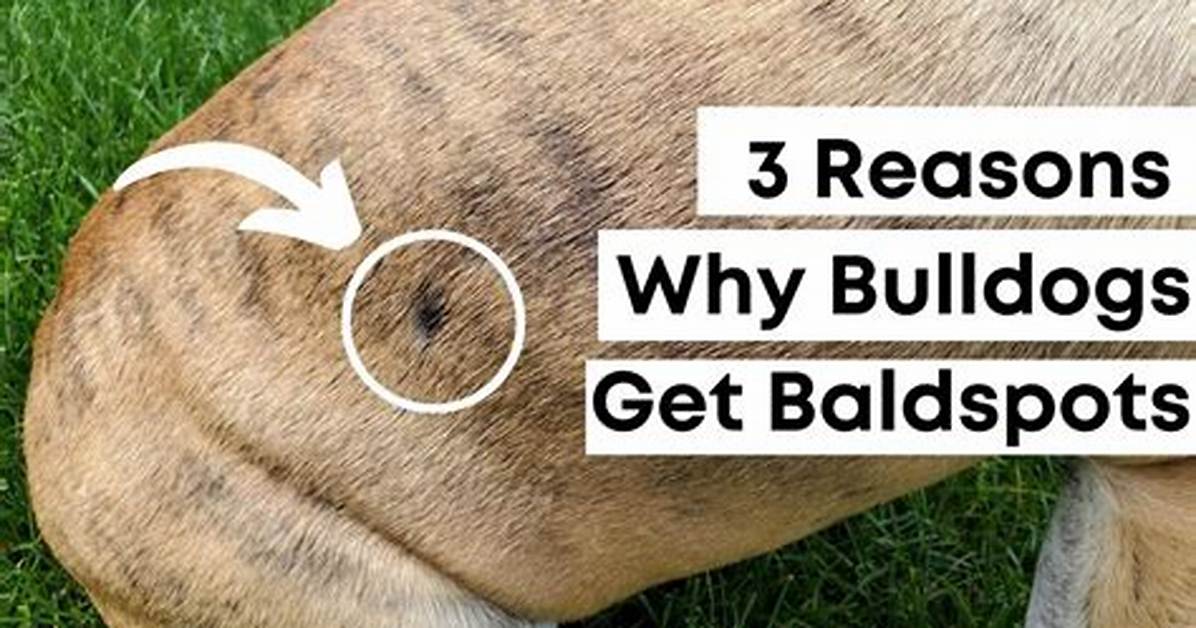 Why Do English Bulldogs Get Hot Spots?