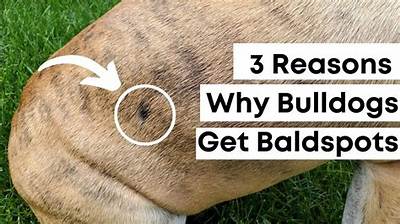 Why Do English Bulldogs Get Hot Spots?