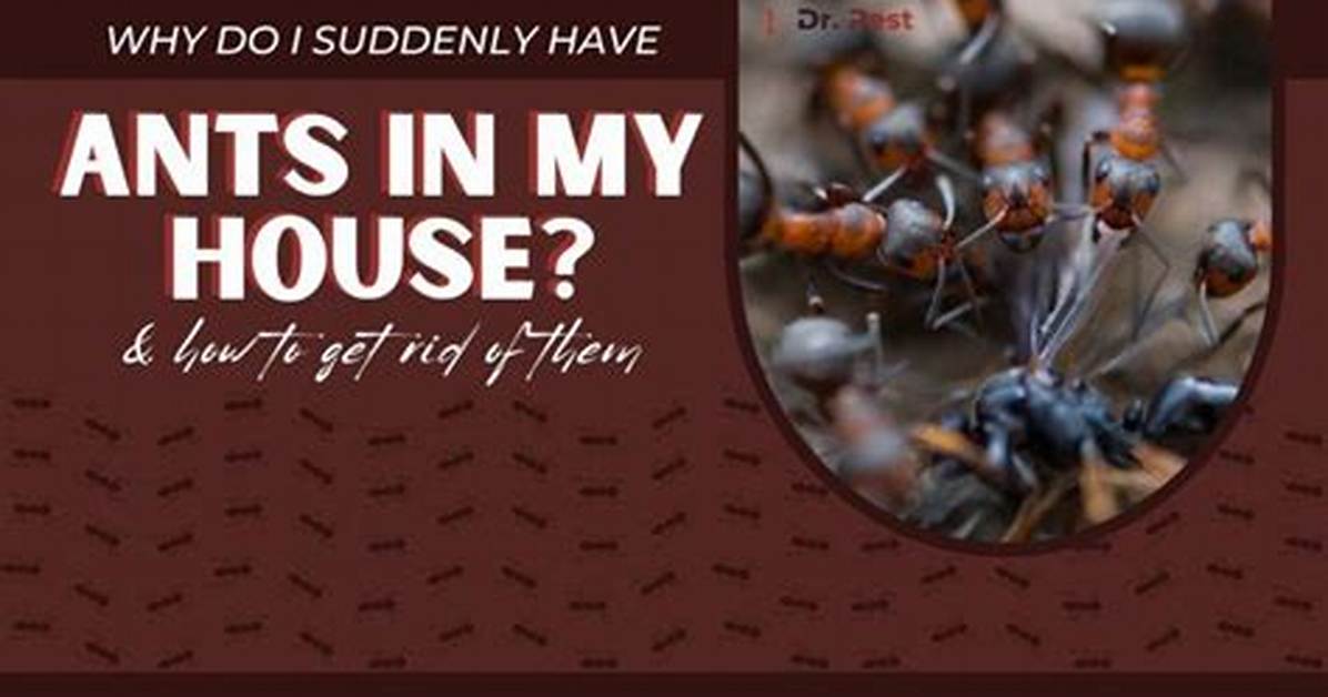 Why Do I Have Ants in My Bathtub?