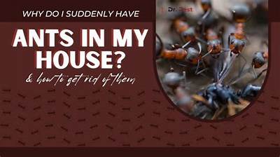 Why Do I Have Ants in My Bathtub?