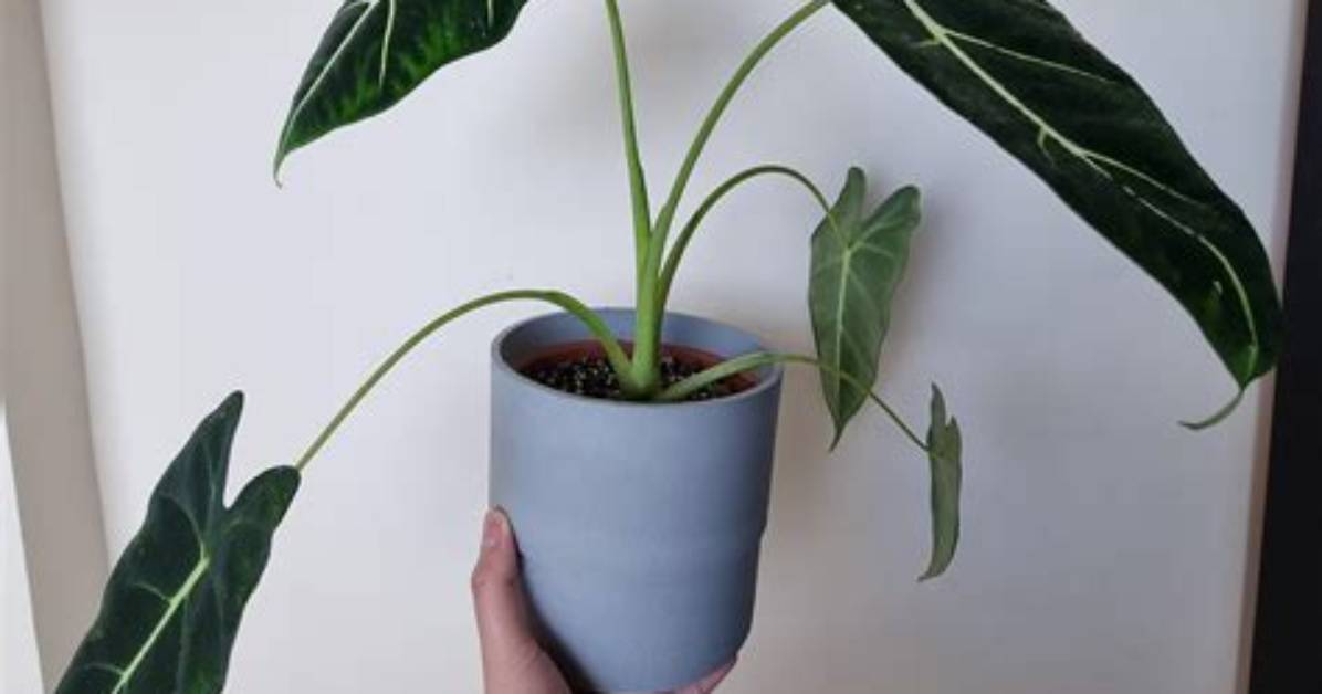 Why Is My Alocasia Frydek Drooping?