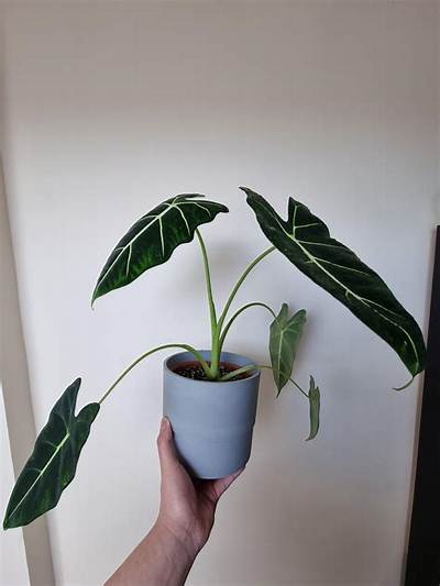 Why Is My Alocasia Frydek Drooping?