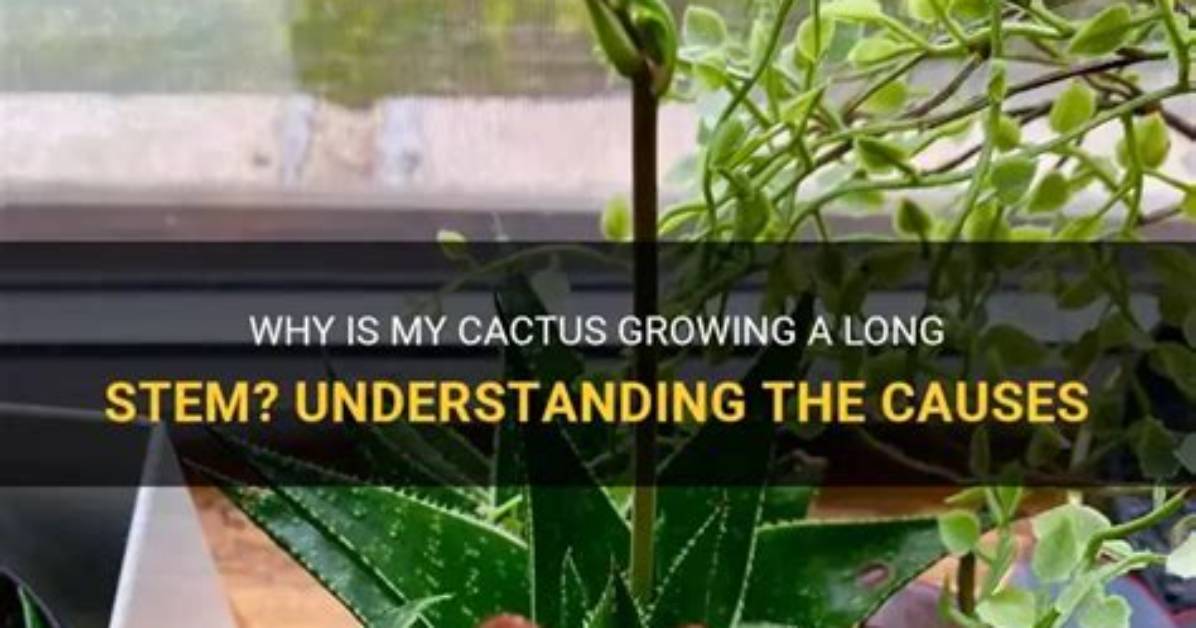 Why Is My Cactus Growing Long and Skinny?