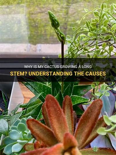 Why Is My Cactus Growing Long and Skinny?