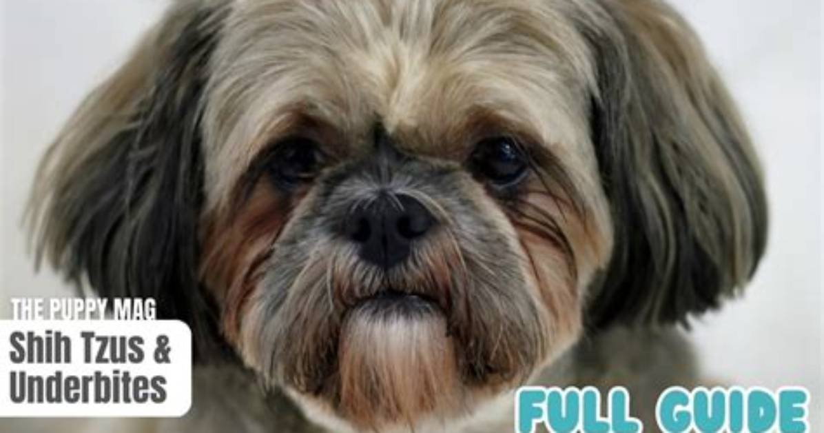 Why Is My Shih Tzu’s Fur Changing Color?