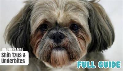 Why Is My Shih Tzu’s Fur Changing Color?