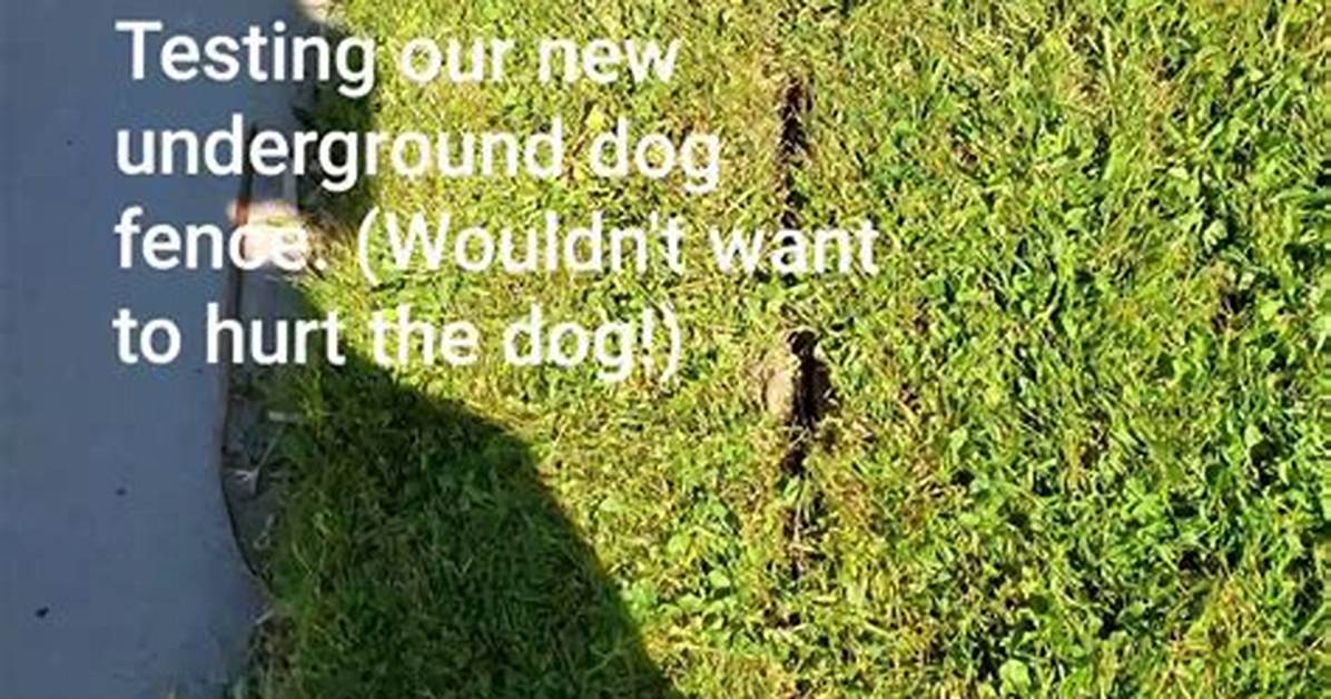 Why Is My Underground Fence Beeping?
