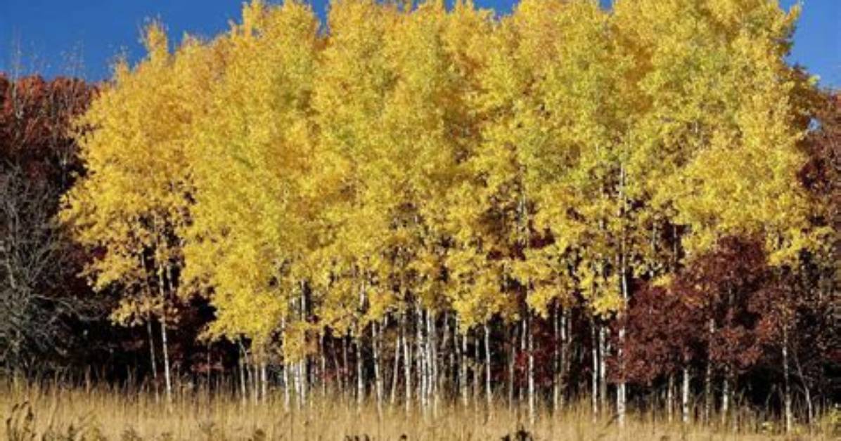 Will Aspens Grow in Missouri?