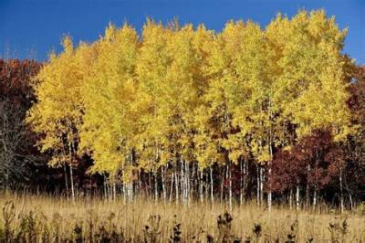 Will Aspens Grow in Missouri?