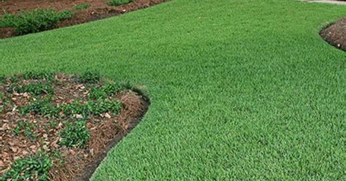 Will Empire Zoysia Grow in Shade?
