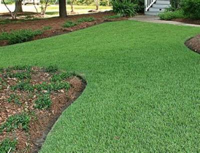 Will Empire Zoysia Grow in Shade?