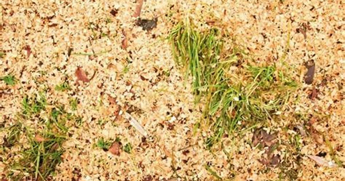 Will Grass Grow in Sawdust?