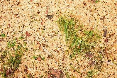 Will Grass Grow in Sawdust?