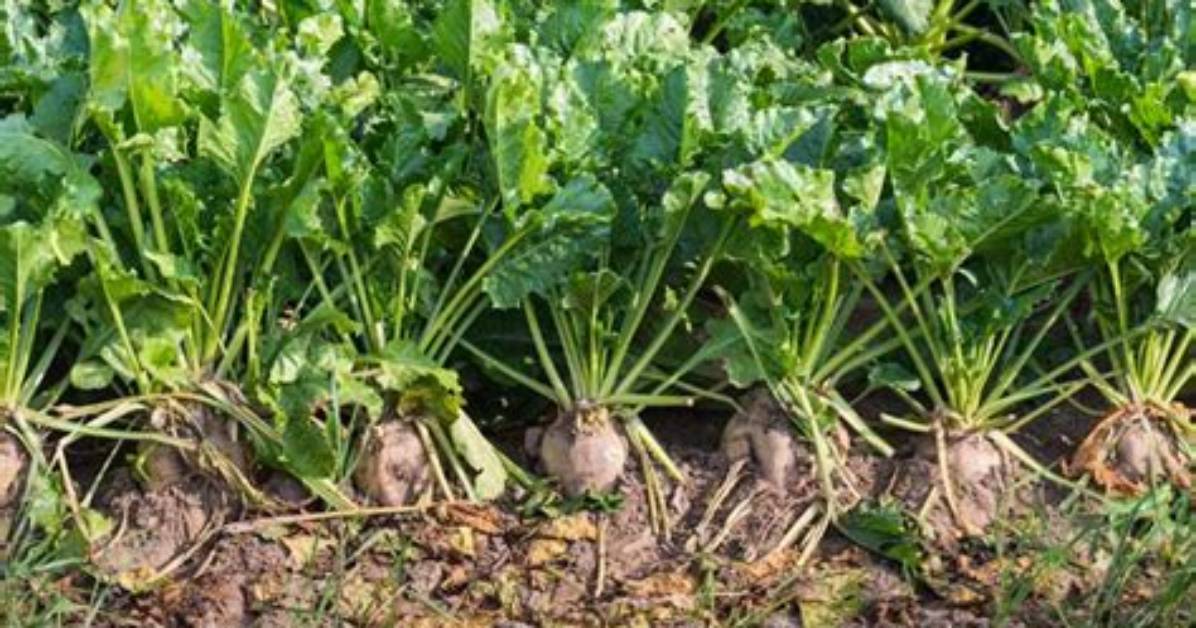 Will Sugar Beets Grow in Georgia?