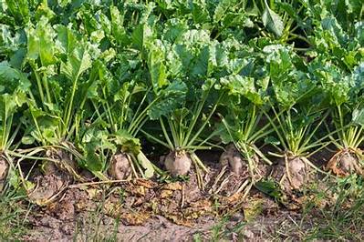 Will Sugar Beets Grow in Georgia?
